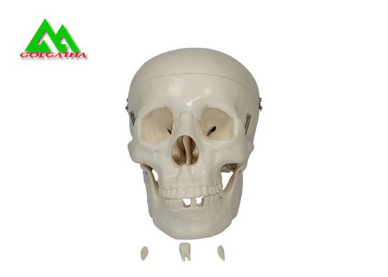 China Modelos de enseñanza médicos plásticos cráneo humano anatómico para estudiar la anatomía proveedor