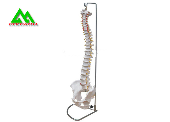China Modelos de enseñanza médicos del modelo anatómico humano de la espina dorsal para los estudiantes de tamaño natural proveedor