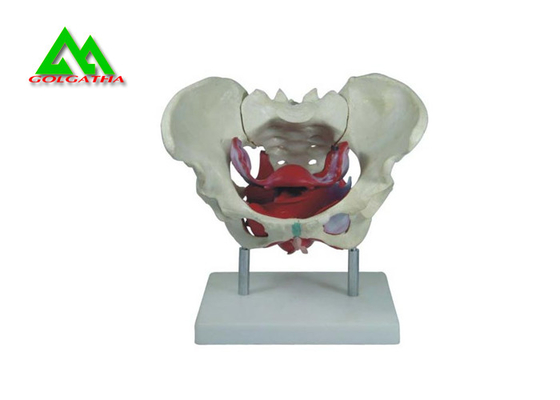 China Modelos de enseñanza médicos del modelo de la pelvis de la hembra adulta material de tamaño natural del PVC proveedor