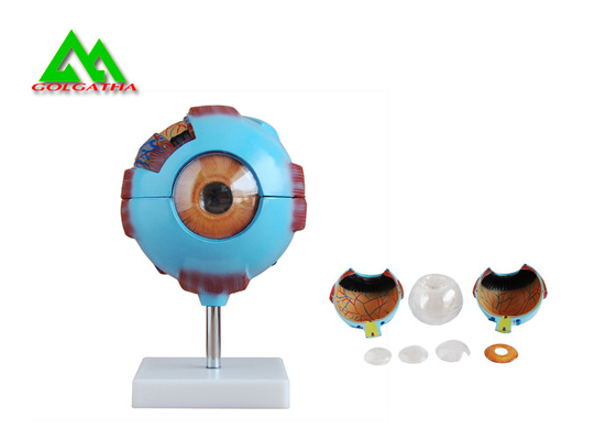 China Modelo anatómico médico del ojo 3D, modelo humano de la anatomía del globo del ojo proveedor