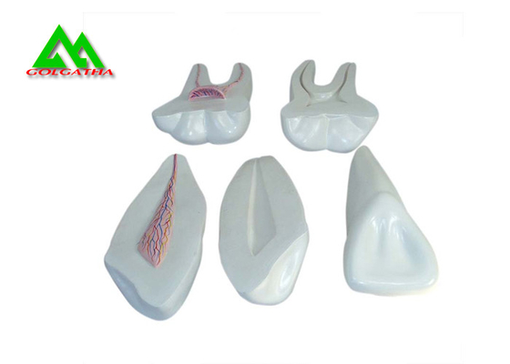 China Modelo suave plástico de los dientes de la goma del PVC, modelos dentales para el CE de enseñanza ISO proveedor