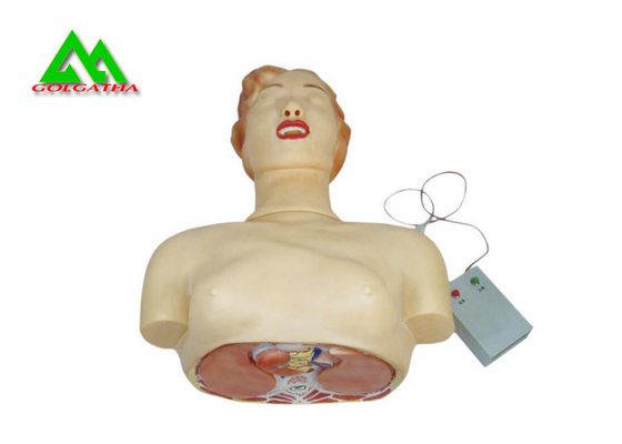 China Modelos de enseñanza médicos del cuerpo humano para las prácticas de la resucitación cardiopulmonar proveedor