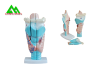 China Modelos de enseñanza médicos anatómicos humanos modelo plástico del oido interno fábrica