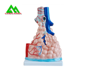 China La enseñanza médica profesional modela el modelo humano del pulmón 3D tamaño natural fábrica