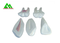 China Modelo suave plástico de los dientes de la goma del PVC, modelos dentales para el CE de enseñanza ISO fábrica