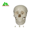 Modelos de enseñanza médicos plásticos cráneo humano anatómico para estudiar la anatomía proveedor