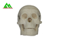 Modelos de enseñanza médicos plásticos cráneo humano anatómico para estudiar la anatomía proveedor