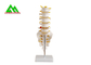 Modelos de enseñanza médicos del modelo anatómico humano de la espina dorsal para los estudiantes de tamaño natural proveedor