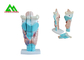 China Modelos de enseñanza médicos anatómicos humanos modelo plástico del oido interno exportador