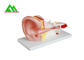 Modelos de enseñanza médicos anatómicos humanos modelo plástico del oido interno proveedor