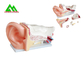Modelos de enseñanza médicos anatómicos humanos modelo plástico del oido interno proveedor
