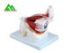 Modelo anatómico médico del ojo 3D, modelo humano de la anatomía del globo del ojo proveedor