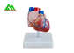 Modelo anatómico humano plástico del corazón de tamaño natural para los estudiantes de medicina proveedor