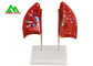 La enseñanza médica profesional modela el modelo humano del pulmón 3D tamaño natural proveedor