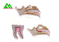 Modelo suave plástico de los dientes de la goma del PVC, modelos dentales para el CE de enseñanza ISO proveedor