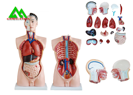 China Modelo humano de la anatomía del torso del sexo dual médico con la estructura clara principal distribuidor