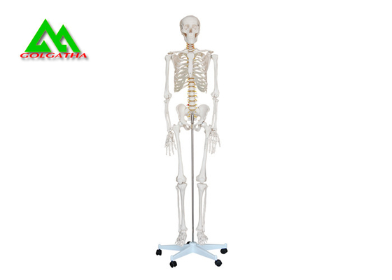 China Modelo esquelético humano anatómico médico de tamaño natural 97 x 45,5 los x 28cm proveedor