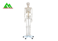Modelo esquelético humano anatómico médico de tamaño natural 97 x 45,5 los x 28cm proveedor