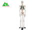 Modelo esquelético humano anatómico médico de tamaño natural 97 x 45,5 los x 28cm proveedor