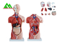 Modelo humano de la anatomía del torso del sexo dual médico con la estructura clara principal proveedor