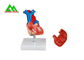 Modelo anatómico humano plástico del corazón de tamaño natural para los estudiantes de medicina proveedor